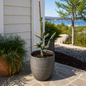 Variegated Black Hills Spruce in container settings
