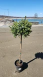 Dwarf Serbian Spruce Tree Form