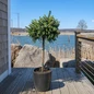 Dwarf Serbian Spruce Tree Form in container settings