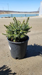 Dwarf Serbian Spruce