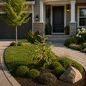 Skylands Golden Oriental Spruce in landscape