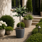 Hockersmith Linda Blue Spruce Tree Form in container setting