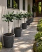 Hockersmith Linda Blue Spruce Tree Form lined in garden walkway