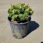 Dwarf Mountain Pine Tree