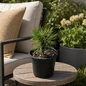 Tenysu-kazu Variegated Japanese White Pine Tree Near patio or seating area