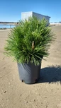 Thunderhead Japanese Black Pine Tree