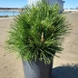 Thunderhead Japanese Black Pine Tree cropped
