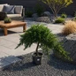 Dwarf Japanese Juniper Tree Form in patio
