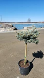 Dwarf Globe Blue Spruce Tree Form