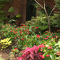 Dragon Wing® Red Begonia in the shade garden