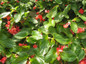 Dragon Wing Red Angelwing Begonia Close Up