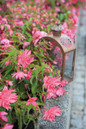Funky® Pink Begonia In a mass planting
