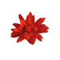 Funky® Red Begonia flower petals