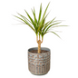 Marginata Cane Dracaena