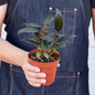 Burgundy Rubber Tree