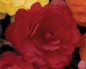 Nonstop® Mocca Scarlet Begonia Close Up