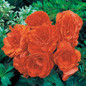Nonstop® Orange Begonia Flowers
