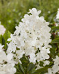 Groundbreaker® Blush™ Hydrangea