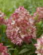 Groundbreaker® Blush™ Hydrangea