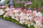 Watering Groundbreaker® Blush™ Hydrangea Edge