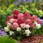Groundbreaker® Ruby™ Hydrangea