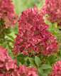 Groundbreaker® Ruby™ Hydrangea