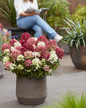Groundbreaker® Ruby™ Hydrangea