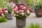 Groundbreaker® Ruby™ Hydrangea