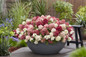 Groundbreaker® Ruby™ Hydrangea Blooming on the Patio