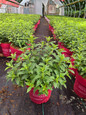 Groundbreaker® Ruby™ Hydrangea in Branded Nursery Pot