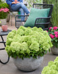 Groundbreaker® Greeny™ Hydrangea in garden planter