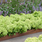 Groundbreaker® Greeny™ Hydrangea in a border