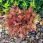 Fyre Wing Amber Coral Bells colorful mound