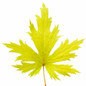 Heuchera FYRE WING™ ‘Heliodor’ leaf