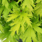 Fyre Wing Heliodor Coral Bells green leaves close up