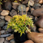 Fyre Wing Heliodor Coral Bells black pot