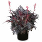 Fyre Wing Jet Coral Bells white background
