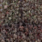 Fyre Wing Jet Coral Bells top view