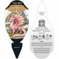 Fyre Wing Rhodonite Coral Bells plant information tag