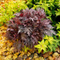 Fyre Wing Rhodonite Coral Bells compact mound