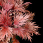 Fyre Wing Rhodonite Coral Bells pink foliage