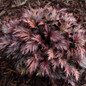 Fyre Wing Rhodonite Coral Bells ruffled leaves