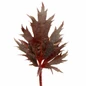 Fyre Wing Spinel Coral Bells leaf