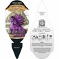 FYRE WING™ Spinel Heuchera plant tag information