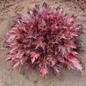 Fyre Wing Spinel Coral Bells compact mound