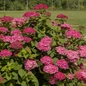DreamScape™ Hydrangea Bush Covered in Flowers