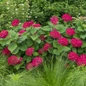 DreamScape™ Hydrangea Shrubs Blooming