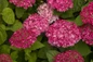 DreamScape™ Hydrangea Blooms Close Up
