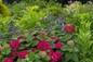 DreamScape™ Hydrangea in the garden