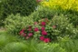 DreamScape™ Hydrangea